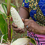 Ecological Farmer in Kenya. © Cheryl-Samantha Owen / Greenpeace