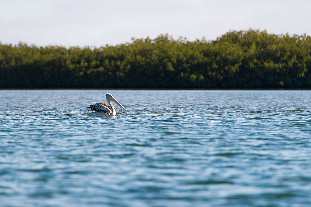 Pelican in Senegal. © Clément Tardif / Greenpeace Pelican in Senegal. © Clément Tardif / Greenpeace