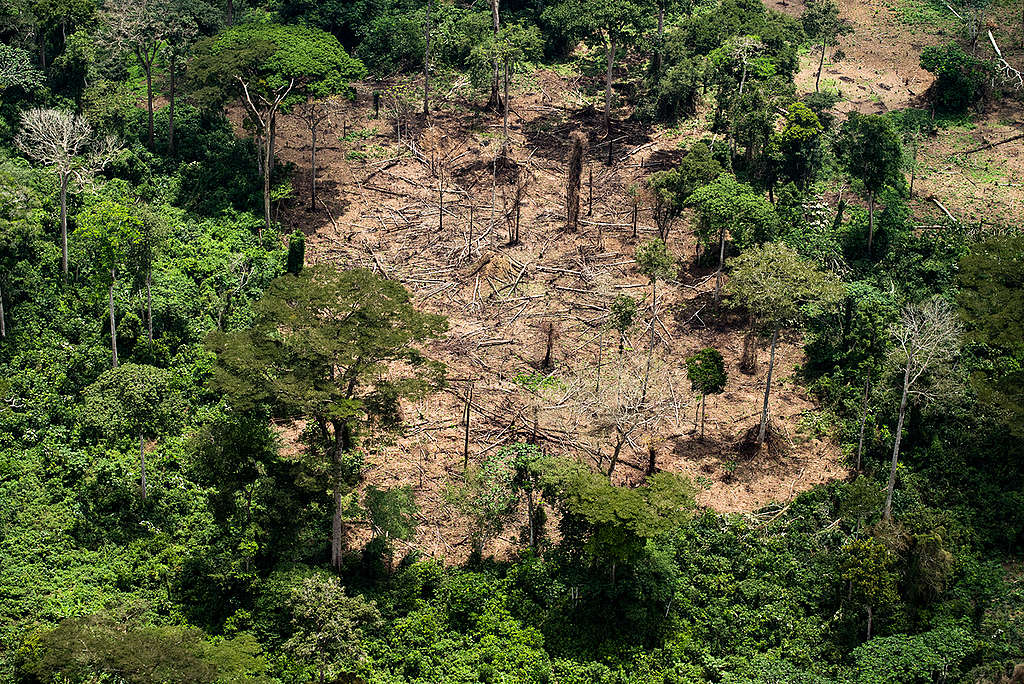 Logged Area in Peatland Forest in DRC. © Daniel Beltrá / Greenpeace