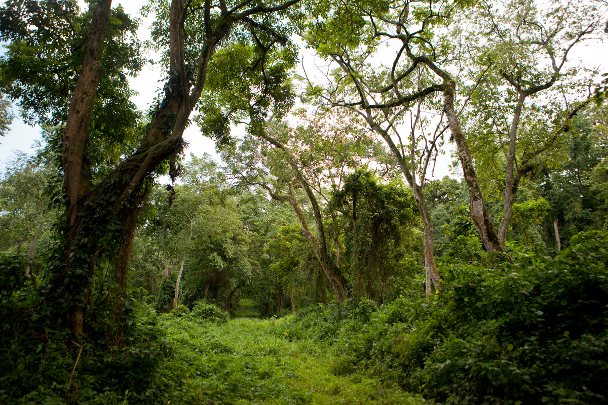 Virunga National Park in DRC. © Greenpeace / Jan-Joseph Stok