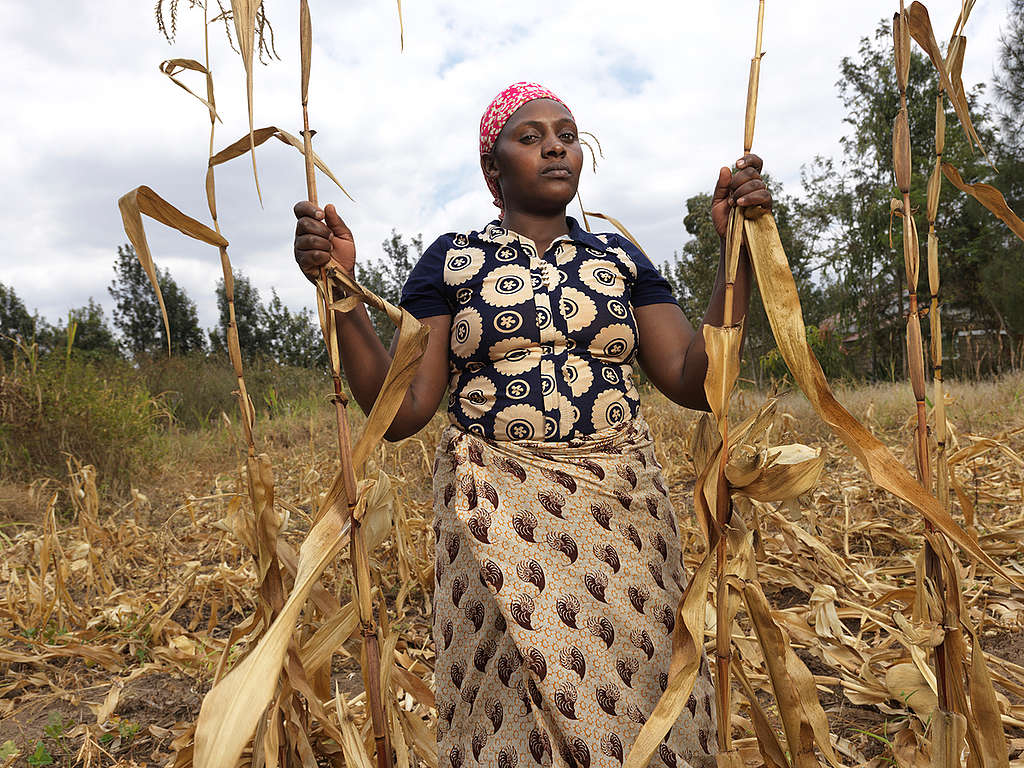 Ruined Crops in Elizabeth Mueni Maundu's Garden in Kenya. © Peter Caton / Greenpeace Ruined Crops in Elizabeth Mueni Maundu's Garden in Kenya. © Peter Caton / Greenpeace