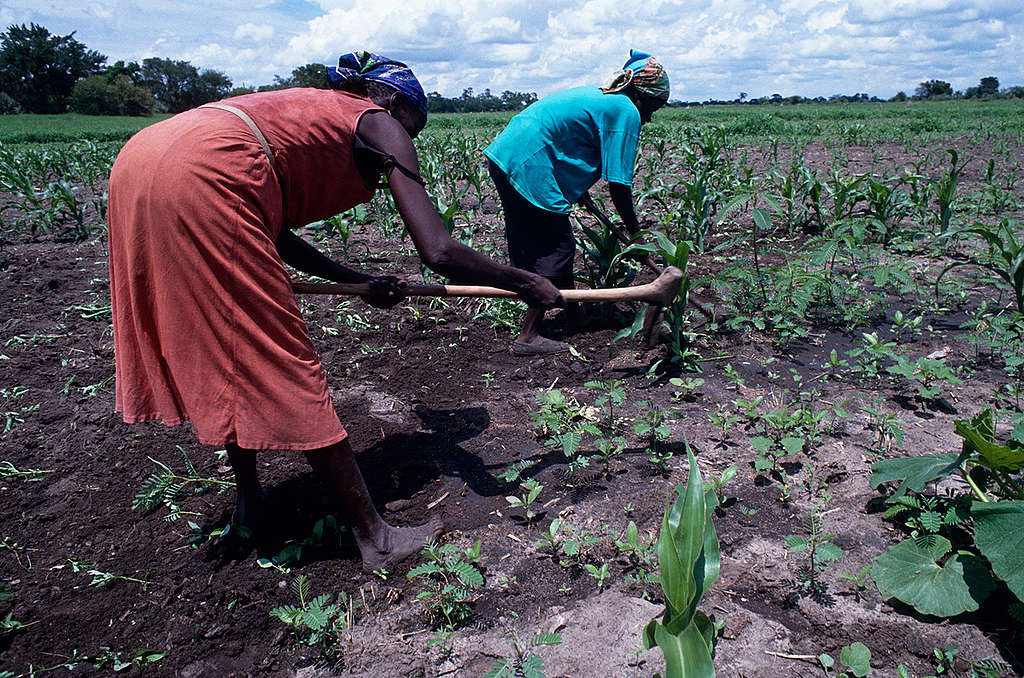 Traditional Milapo Farming in Botswana. © Greenpeace / Tony Marriner