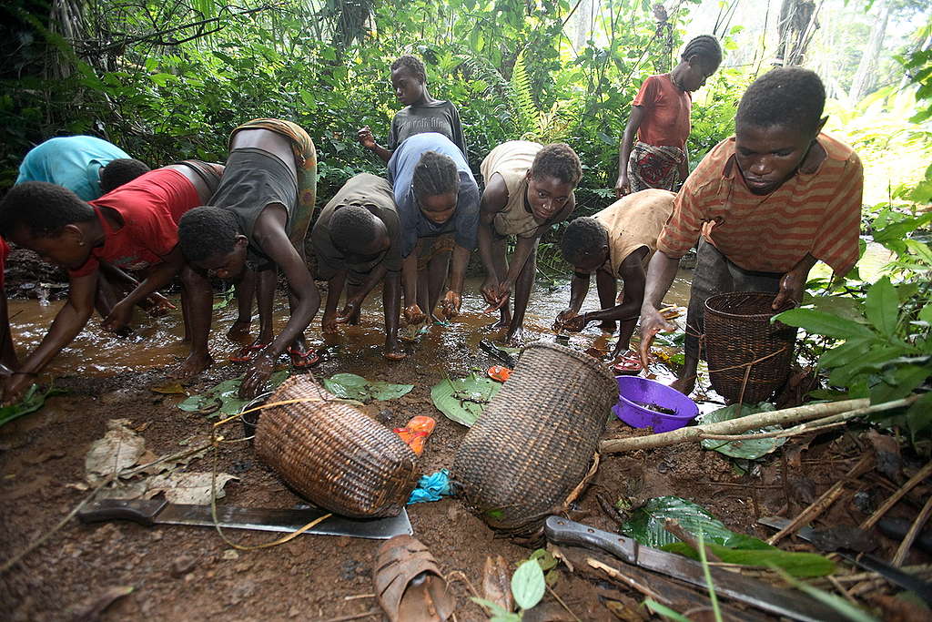 Forest Documentation in Cameroon. © Greenpeace / Kate Davison