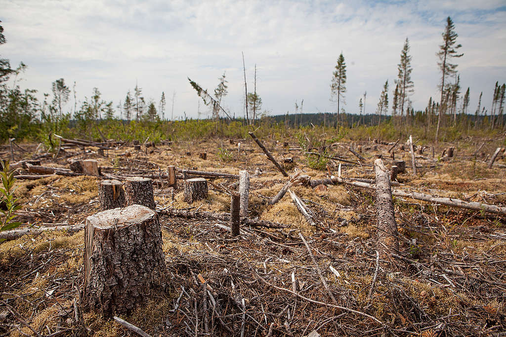 Clearcut in Cree Territory in Broadback Valley. © Greenpeace