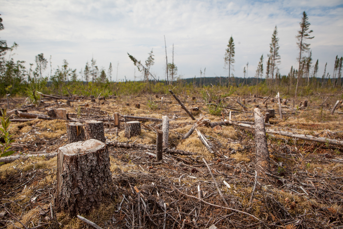Clearcut in Cree Territory in Broadback Valley. © Greenpeace