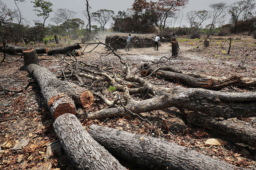 Burning Charcoal in DRC. © Lu Guang / Greenpeace