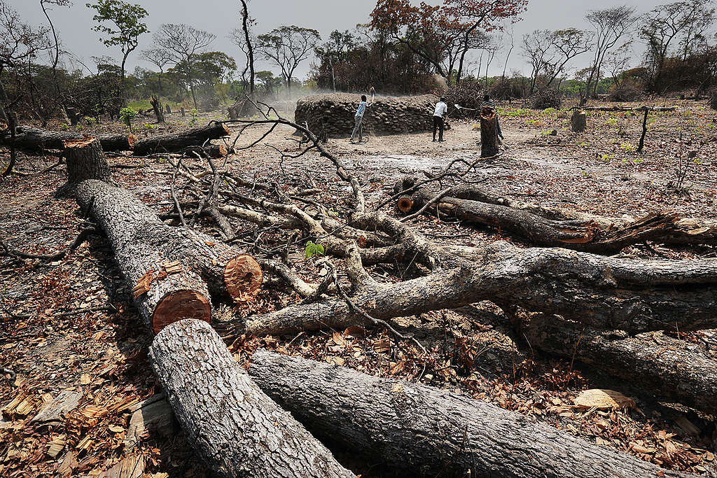 Burning Charcoal in DRC. © Lu Guang / Greenpeace Burning Charcoal in DRC. © Lu Guang / Greenpeace