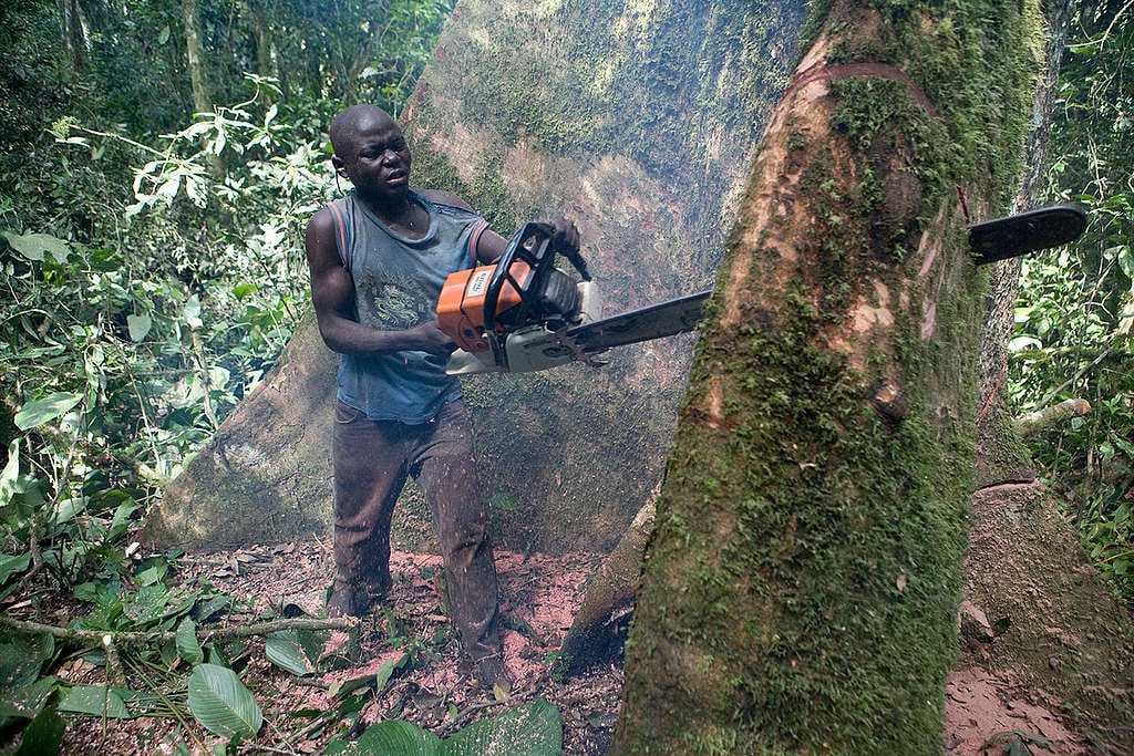 Logging in Ituri Forest. © Jan-Joseph Stok / Greenpeace