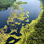 Greenpeace Africa and Greenpeace USA call for the Protection of Forests & Peatlands and the End of Oil and Gas Expansion in DRC