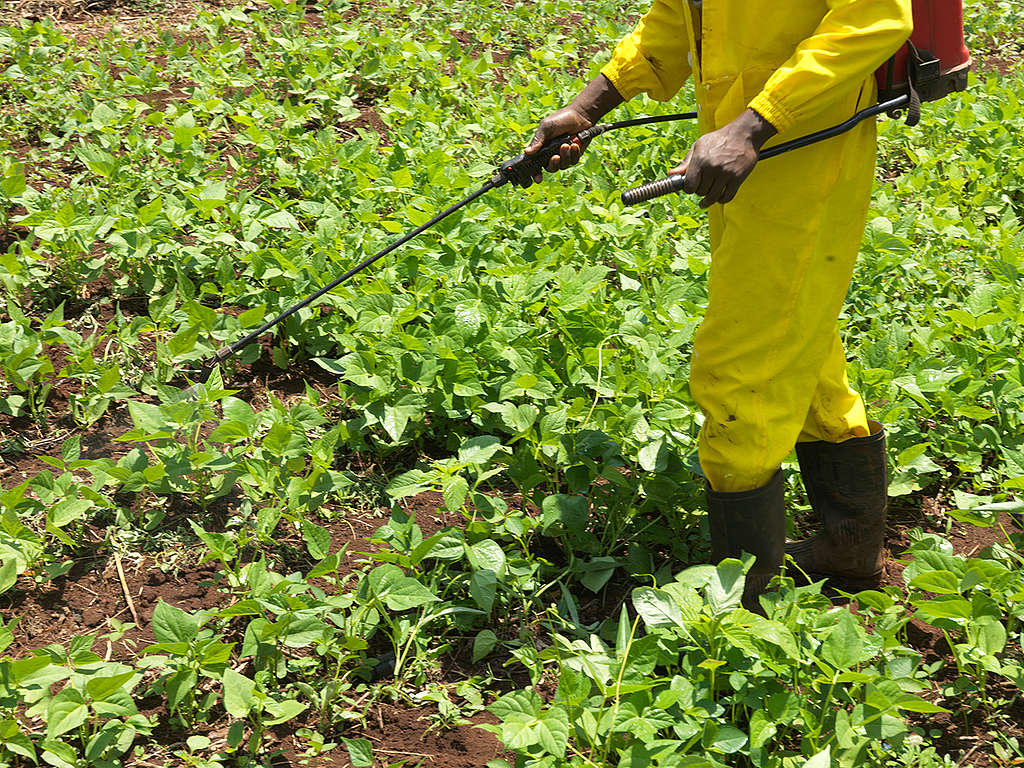 Gervasio Mwituria M’anampu Farm in Kenya. © Peter Caton / Greenpeace