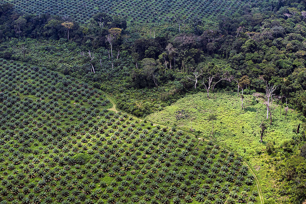 PHC Palm Oil Plantation in DRC. © Daniel Beltrá / Greenpeace