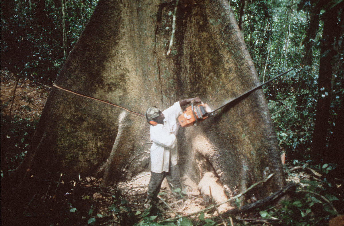 Logger in Cameroon. © Steve Morgan / Greenpeace
