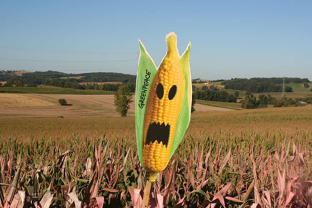 GE Painting Action to Expose Field of GMO Maize. © Greenpeace / Vincent Rok GE Painting Action to Expose Field of GMO Maize. © Greenpeace / Vincent Rok