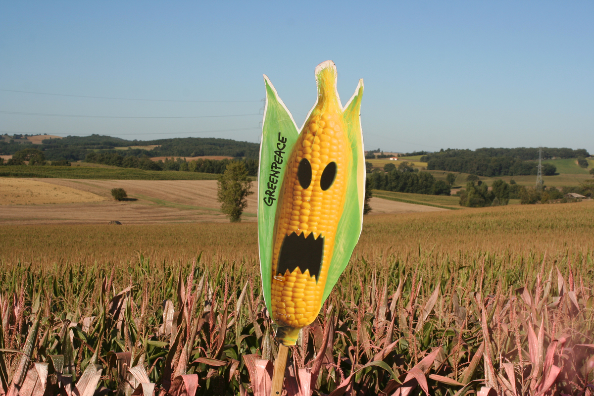 GE Painting Action to Expose Field of GMO Maize. © Greenpeace / Vincent Rok