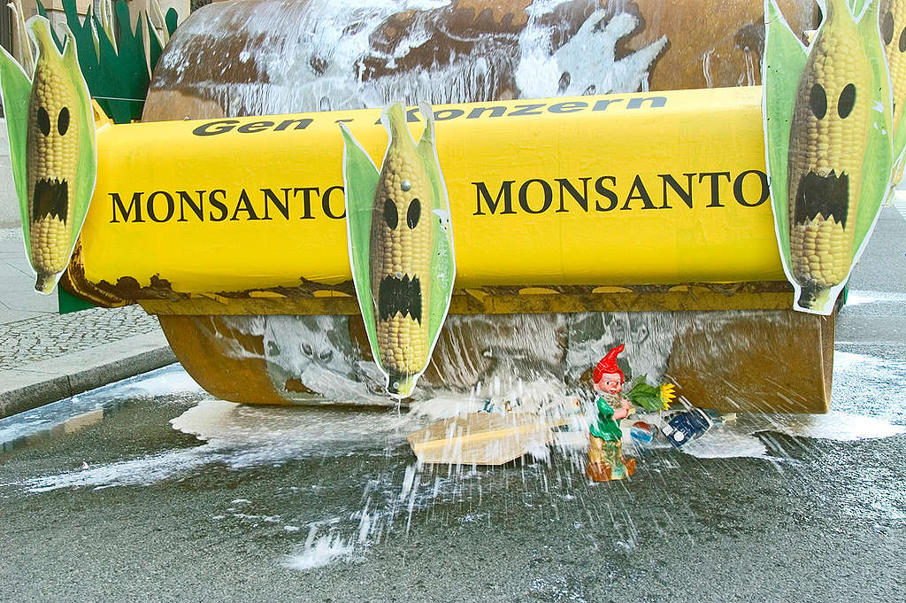 Action against Genetically Engineered Maize in Berlin. © Paul Langrock / Greenpeace Action against Genetically Engineered Maize in Berlin. © Paul Langrock / Greenpeace