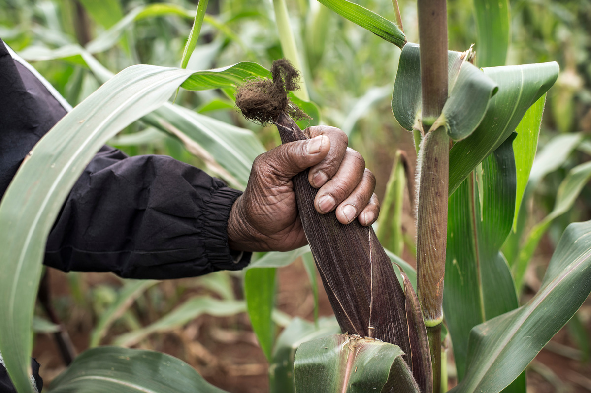 Inspecting Maize Crops in Kenya. © Sven  Torfinn / Greenpeace