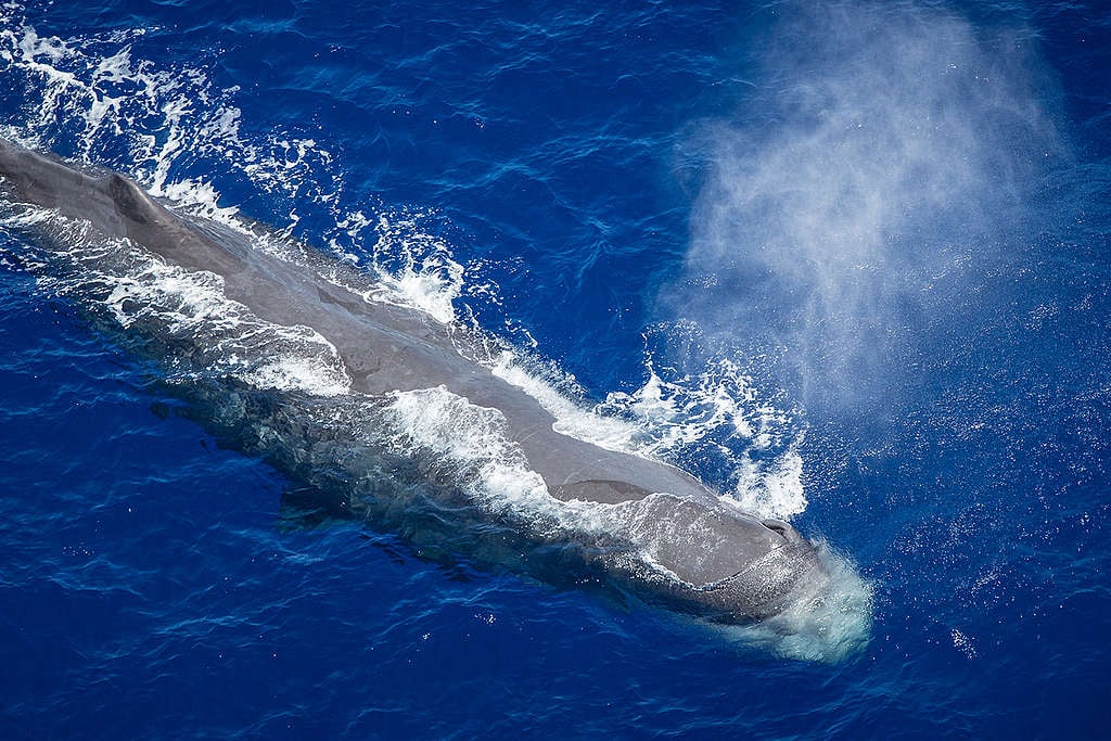 Sperm Whale in the Indian Ocean. © Will Rose / Greenpeace Sperm Whale in the Indian Ocean. © Will Rose / Greenpeace