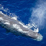 Sperm Whale in the Indian Ocean. © Will Rose / Greenpeace