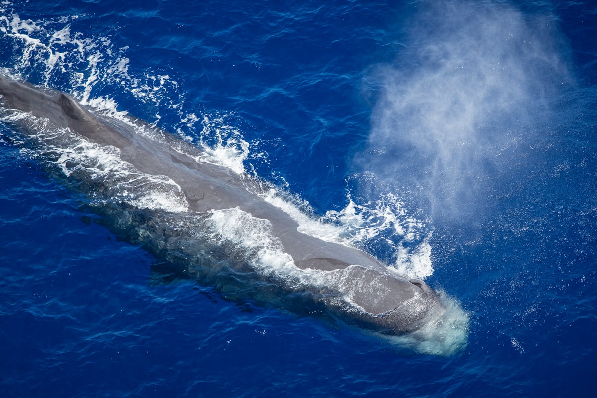 Sperm Whale in the Indian Ocean. © Will Rose / Greenpeace