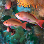 Threats to biodiversity: biodiversity loss & climate change.