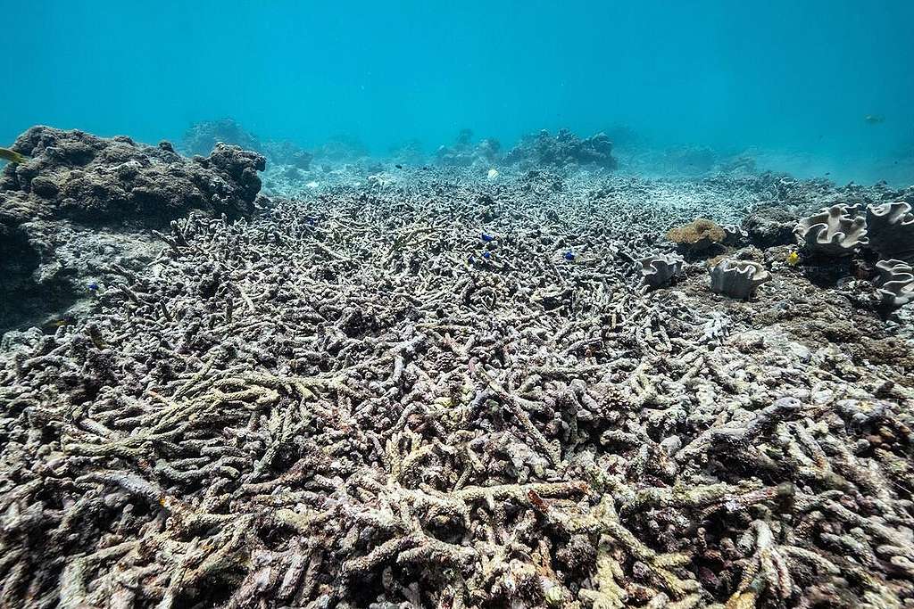 Dead Corals off Seychelles. © Tommy Trenchard / Greenpeace Dead Corals off Seychelles. © Tommy Trenchard / Greenpeace