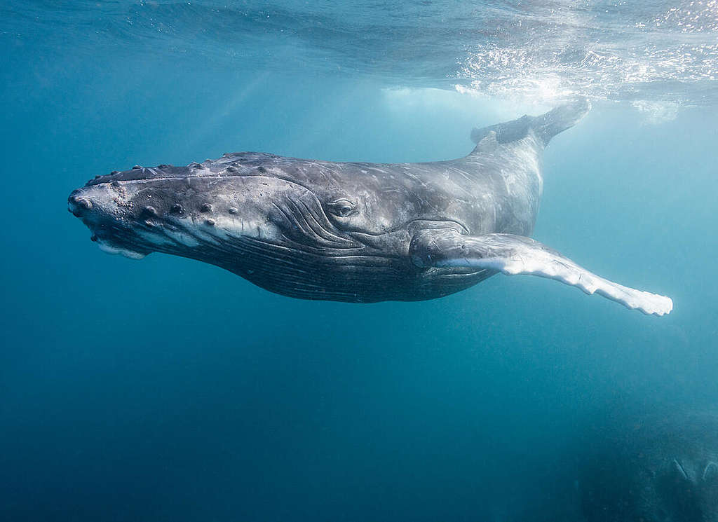 Humpback Whale Underwater in Indian Ocean, Western Australia. © Alex Westover