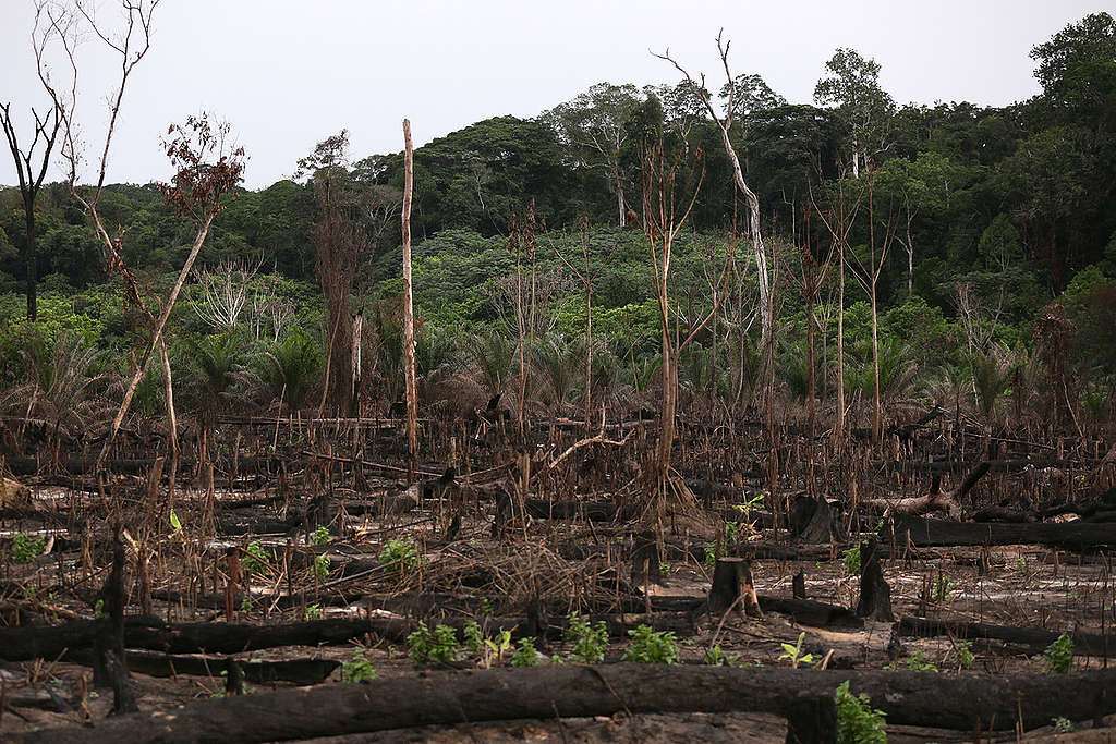 Forest Clearing for New Palm Oil Plantation in Cameroon. © Micha  Patault / Greenpeace