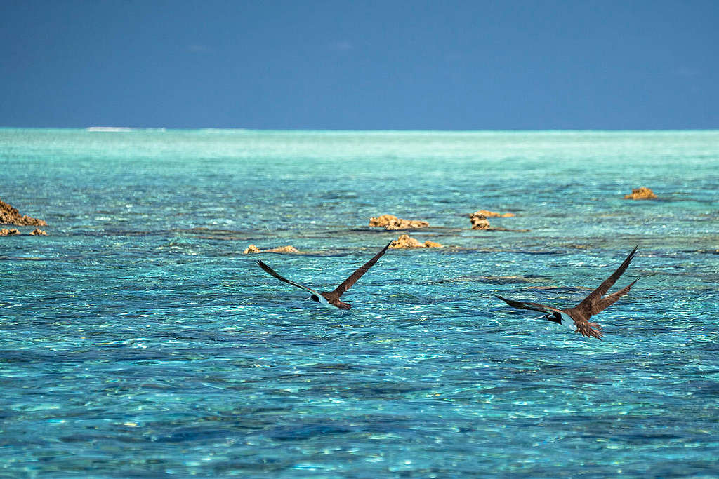 Birds near Scott Reef, Western Australia. © Alex Westover and Wendy Mitchell / Greenpeace Birds near Scott Reef, Western Australia. © Alex Westover and Wendy Mitchell / Greenpeace
