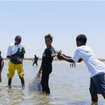La mangrove:  Écosystème indispensable pour la régénération des ressources halieutiques