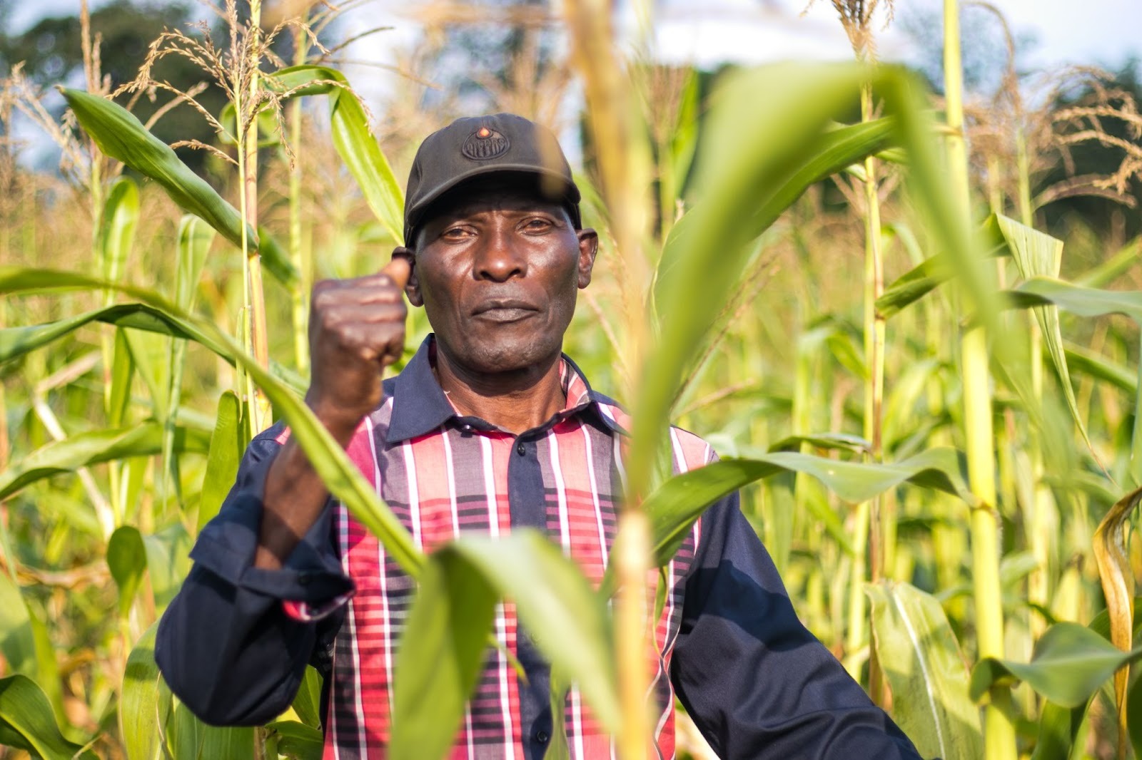 Banned in Europe, booming in Africa: the dirty secret of pesticide exports