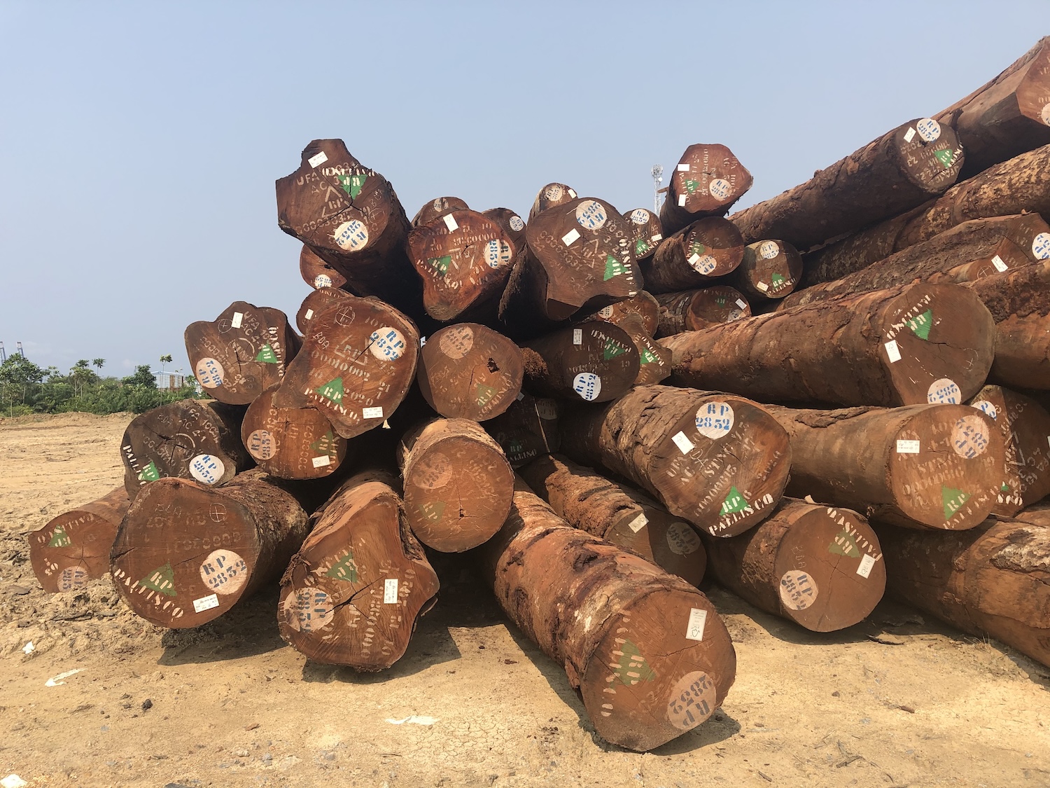 Cameroun: 15 nouvelles essences de bois désormais interdites d’exportation en grumes; Greenpeace salue une avancée et appelle à des mesures d’accompagnement urgentes