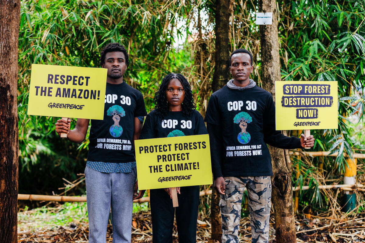 The destruction of Imenti Forest is the latest price Kenya is paying for development it never needed