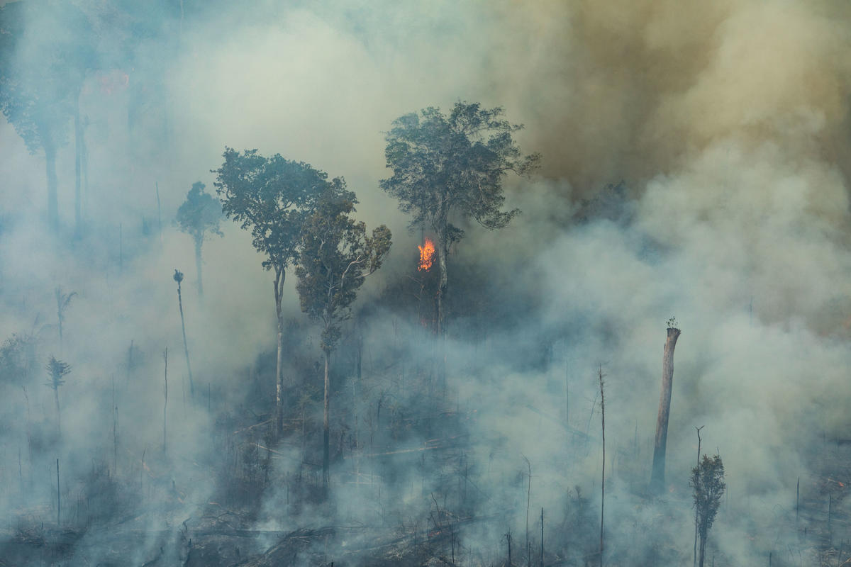 PETITION: Save the Amazon