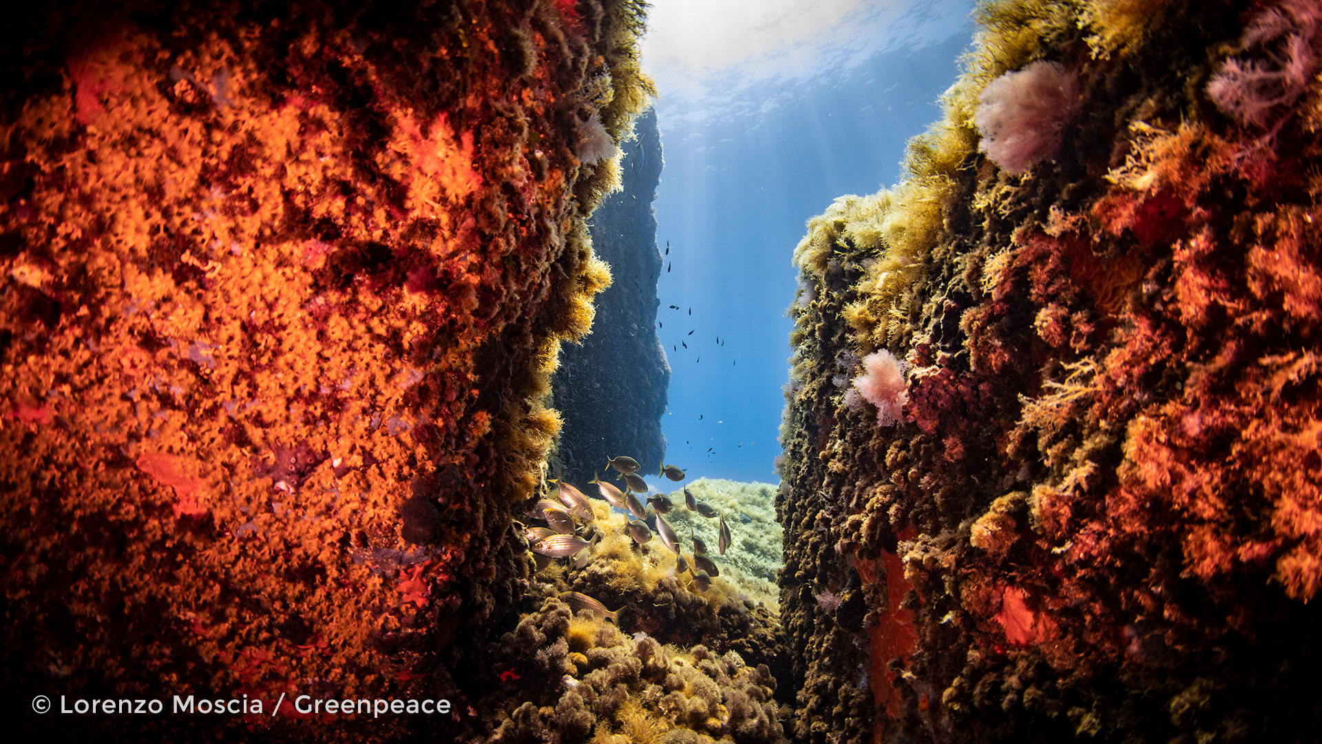What are seamounts?