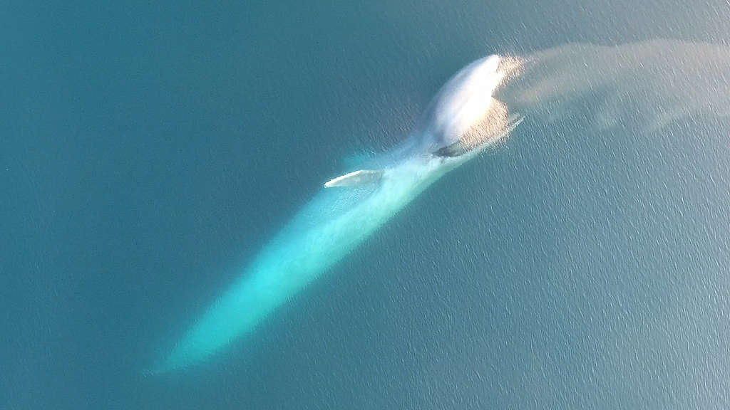 An aerial shot of a blue whale feeding on krill near the ocean's surface An aerial shot of a blue whale feeding on krill near the ocean's surface