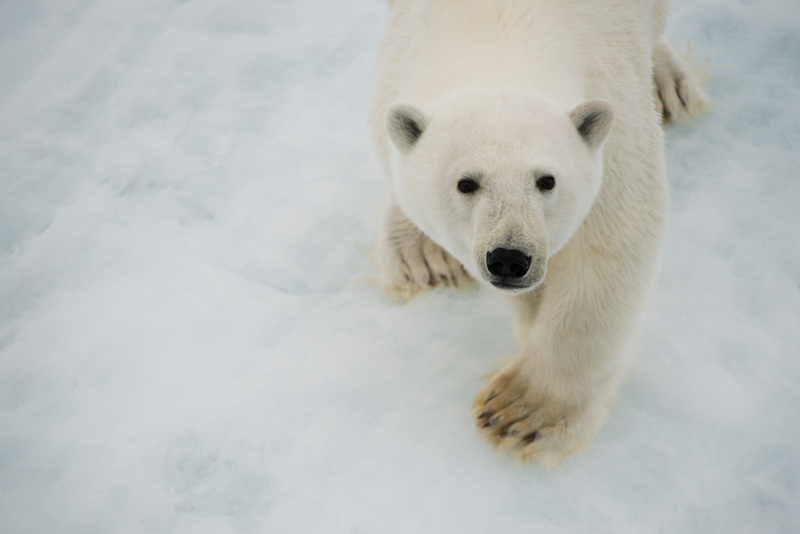 3 reasons the Willow Project Arctic oil drilling project was approved