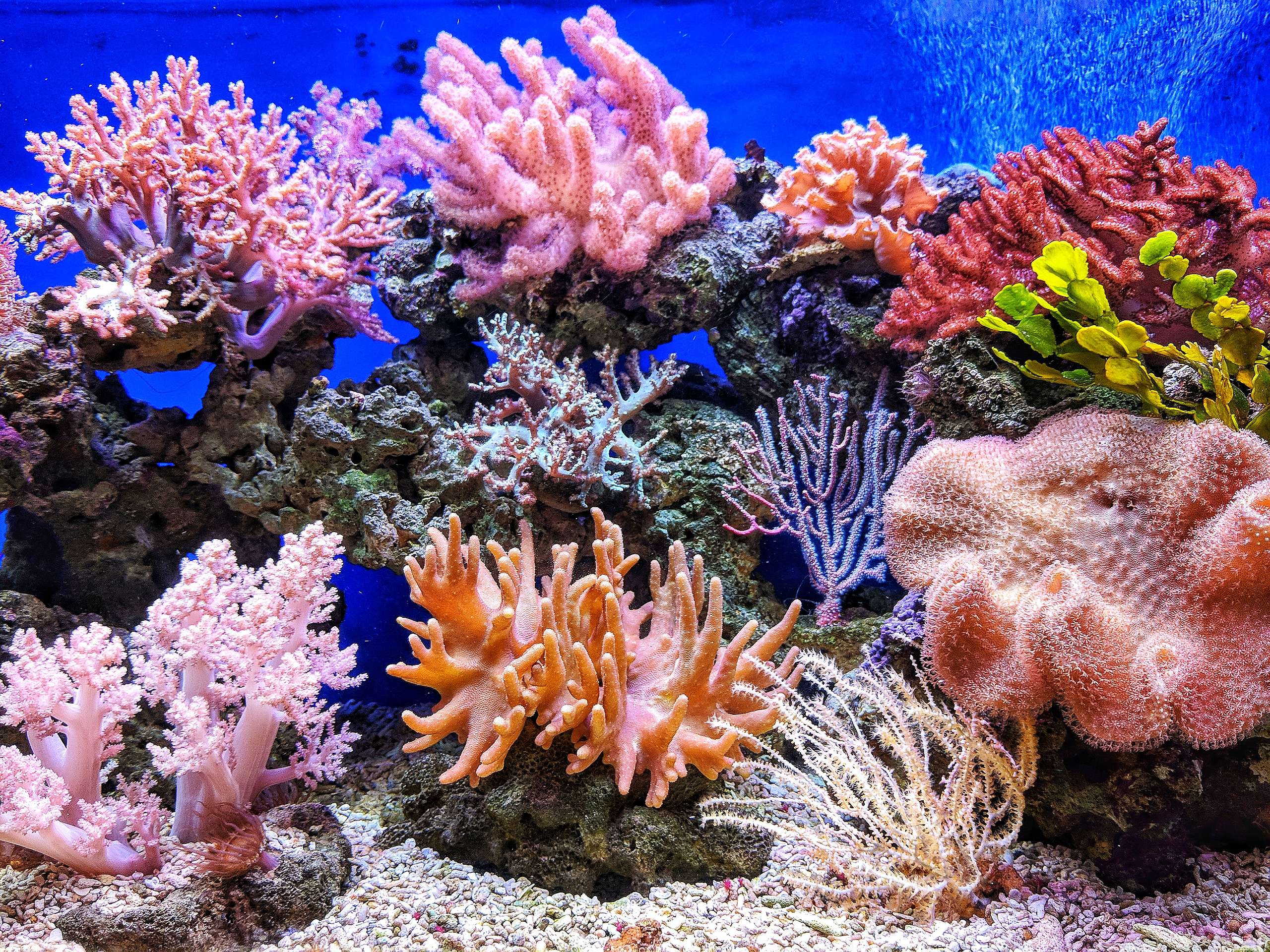 How does overfishing make climate change worse?