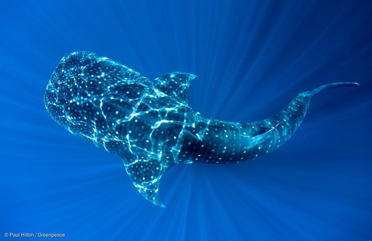 How oceans play a key role in the fight against climate change