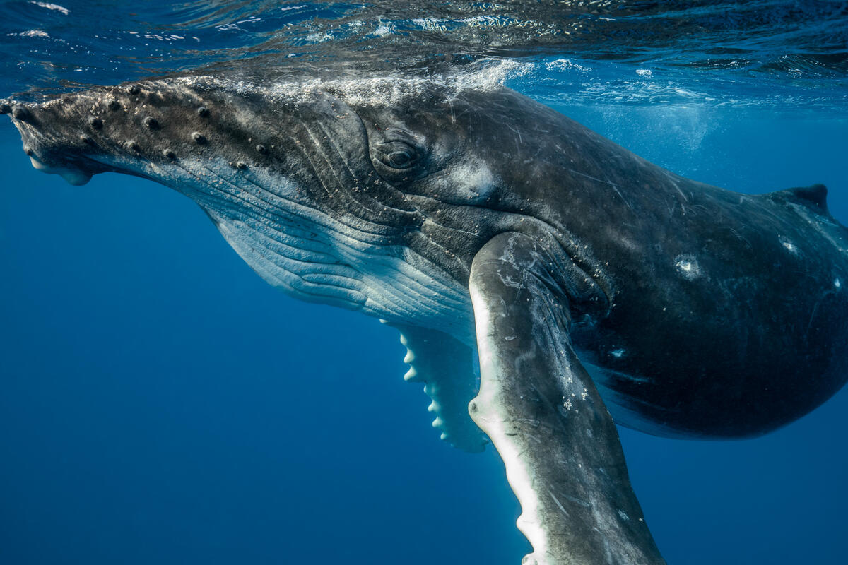 What if whales took us to court? A move to grant them legal personhood would include the right to sue