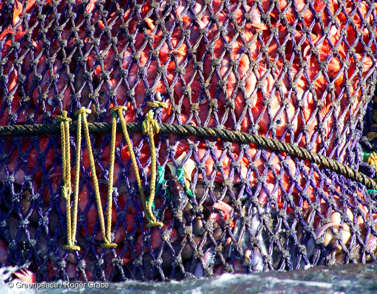 A catch of orange roughy and some bycatch species in the Tasman Sea.