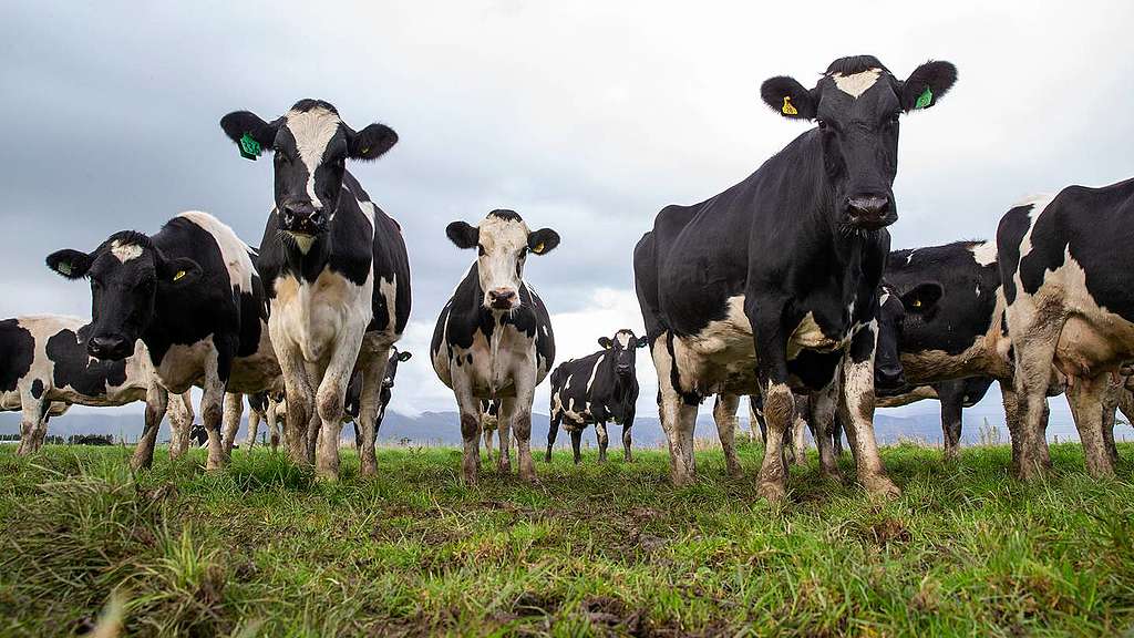 cows in a field looking down at the camera cows in a field looking down at the camera