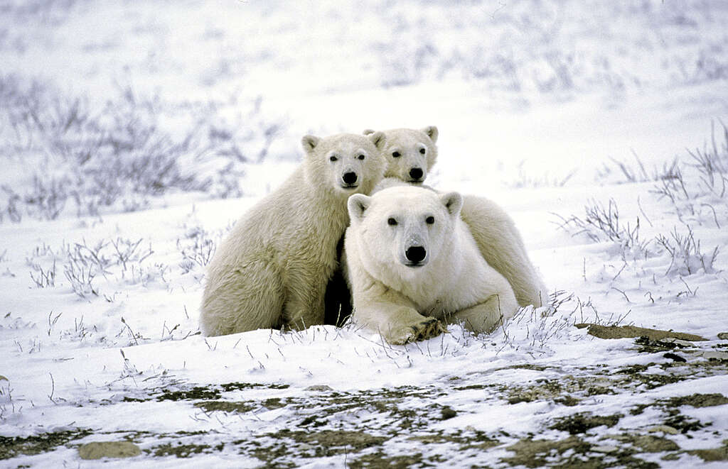 A polar bear with two juveniles near Churchill, Manitoba, Canada. © Robert Visser / GreenpeaceThey are waiting for the ice to form in Hudson Bay for their winter migration. A polar bear with two juveniles near Churchill, Manitoba, Canada. © Robert Visser / GreenpeaceThey are waiting for the ice to form in Hudson Bay for their winter migration.