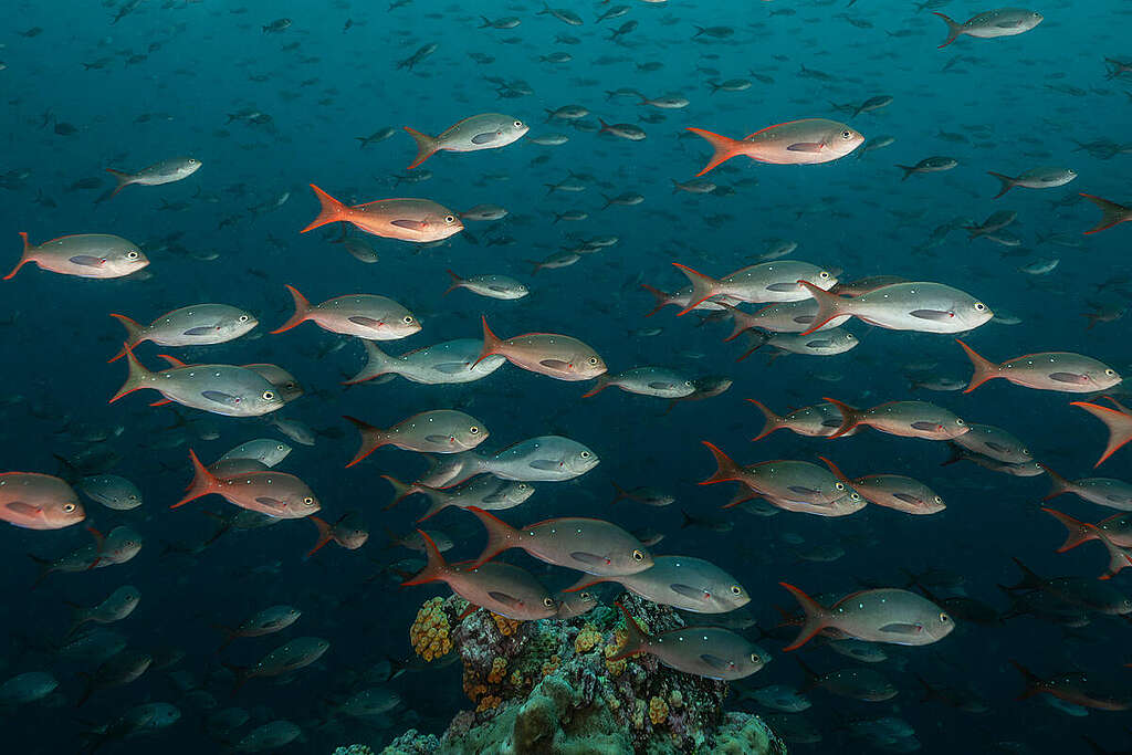 A school of red and blue fish swim above a coral reef in the Galapagos