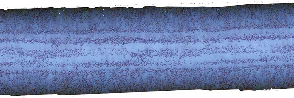 Deep sea mining scars remain fifty years on