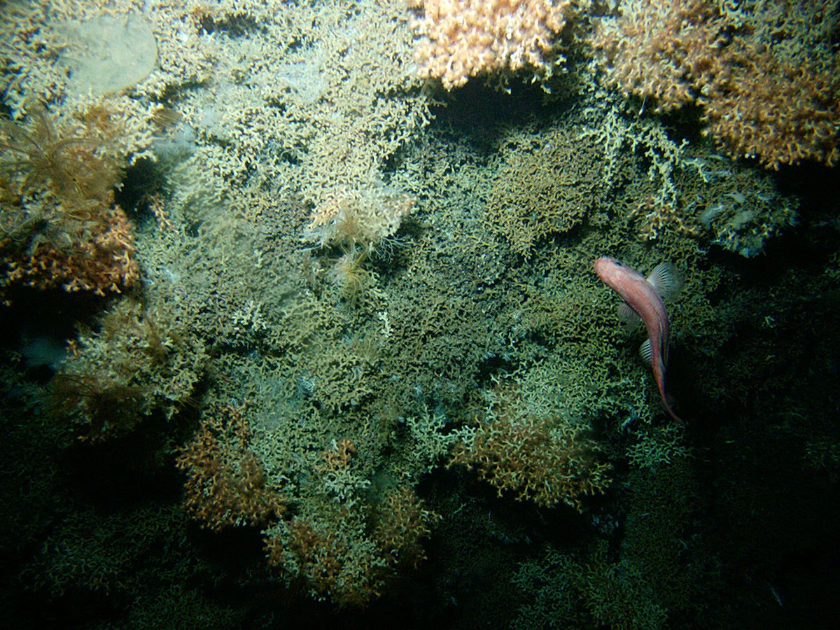 Orange Roughy at Gothic Seamount. © NIWA Orange Roughy at Gothic Seamount. © NIWA