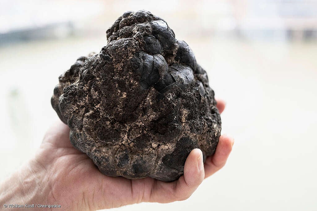 A person holds a manganese nodule in its hand. Polymetallic nodules form on the seafloor, contain valuable metals and are found in large quantities and can produce dark oxygen. One of the largest deposits of manganese nodules occur in the Clarion Clipperton Zone in the deep ocean between 4000 and 6000 meters.