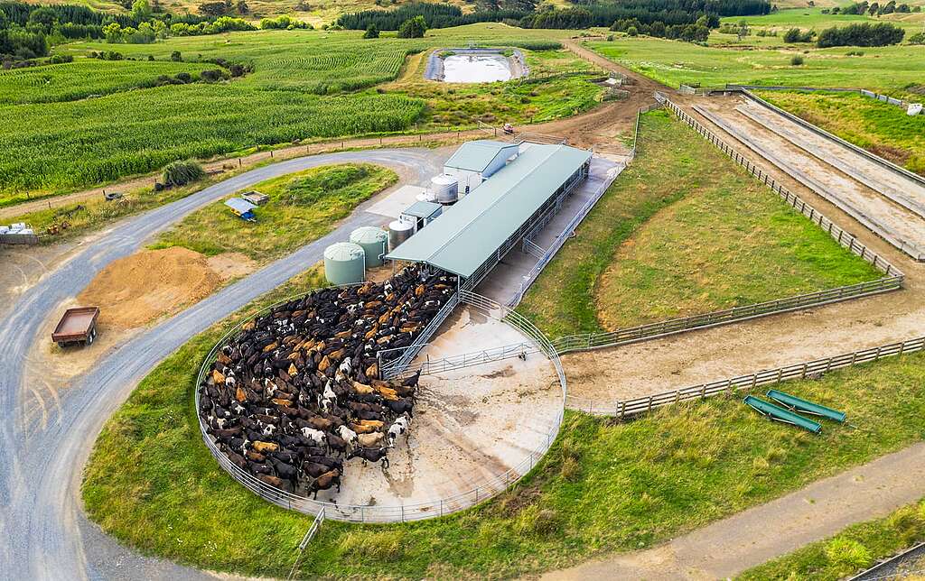 Panoramic aerial view of a cow milking shed in New Zealand. Panoramic aerial view of a cow milking shed in New Zealand.