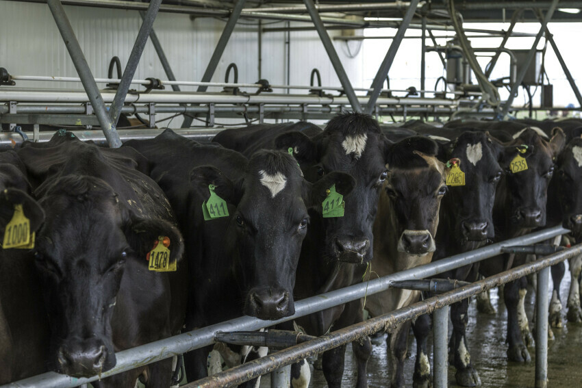Greenpeace slams Federated Farmers over ‘selfish’ behaviour on climate