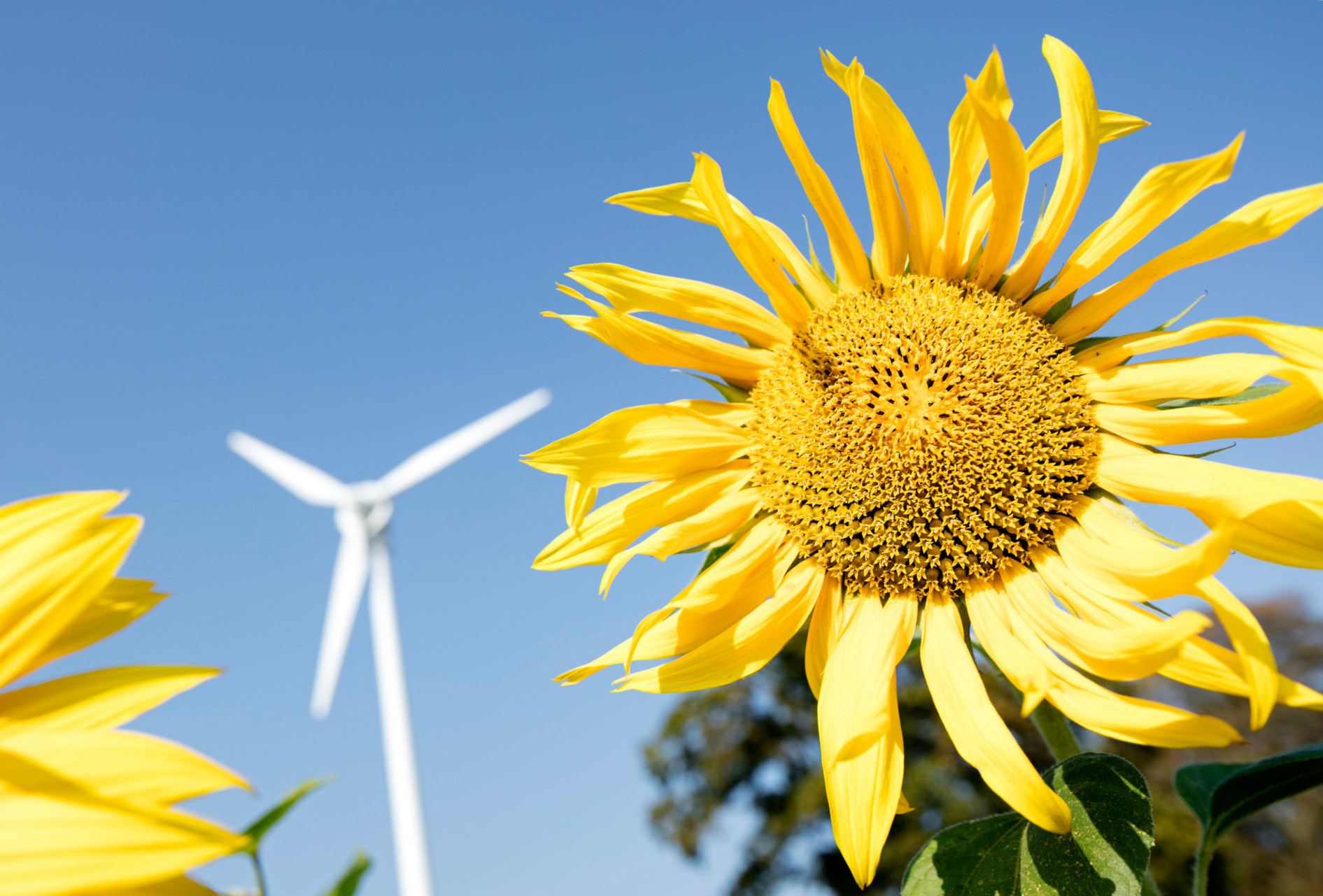A sunflower with a wind turbine behind it, silhouetted against a blue sky