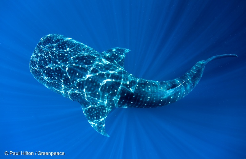 Whale Shark in Cenderawasih Bay. © Paul Hilton / Greenpeace